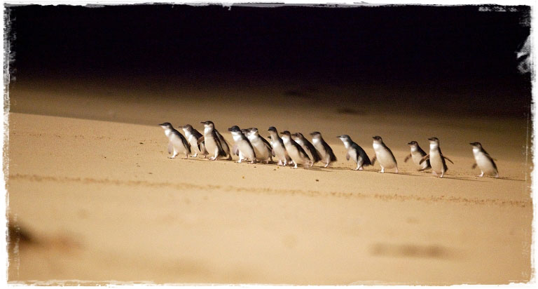 Phillip Island и Парад пингвинов