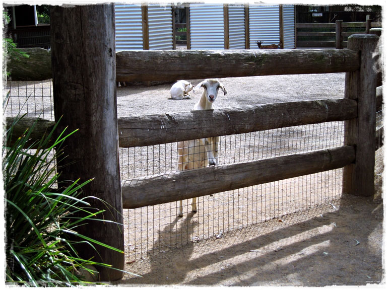 Сидней: Голубые горы и обнимашки с кенгуру в Fetherdale Wild Life Park