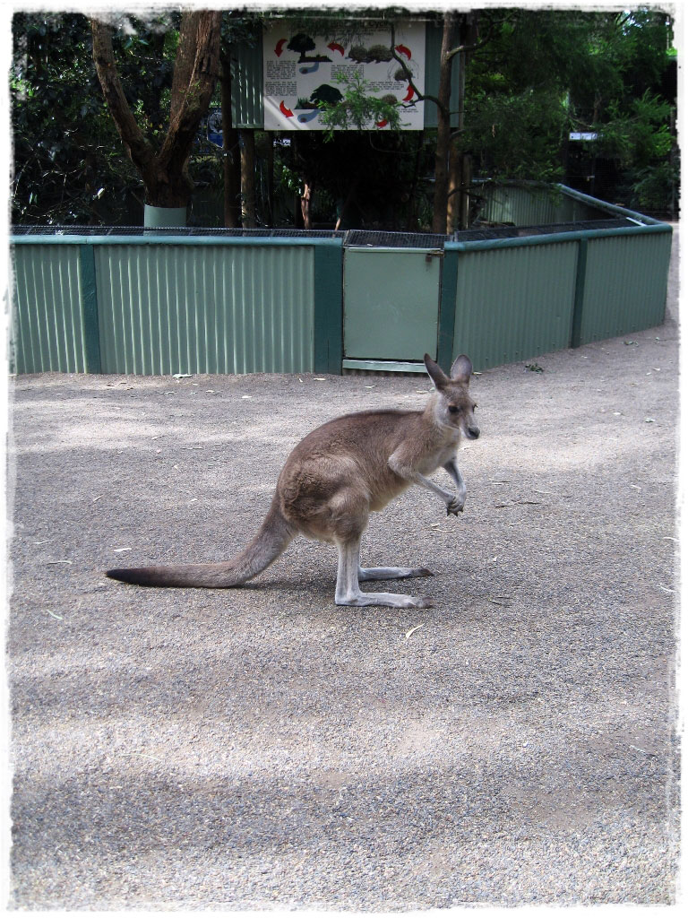Сидней: Голубые горы и обнимашки с кенгуру в Fetherdale Wild Life Park