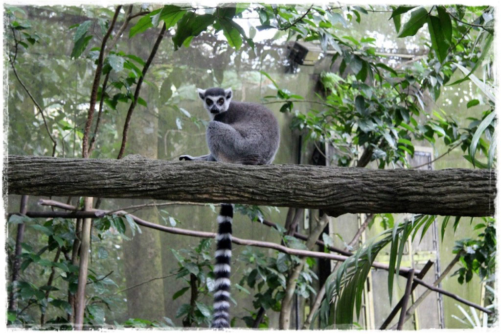 Сингапурский зоопарк и единение с дикой природой
