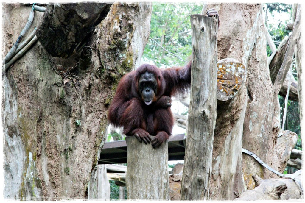 Сингапурский зоопарк и единение с дикой природой
