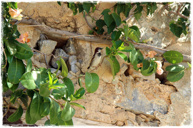 Крит. Разбавляем пляжный отдых - Монастырь Превели