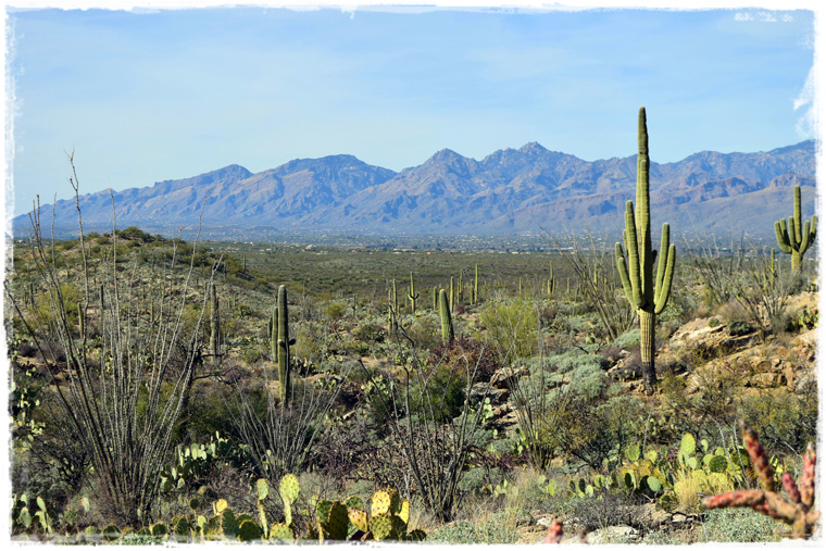 Аризона. Национальный парк Сагуаро - углубиться в природу по самые (помидоры) кактусы