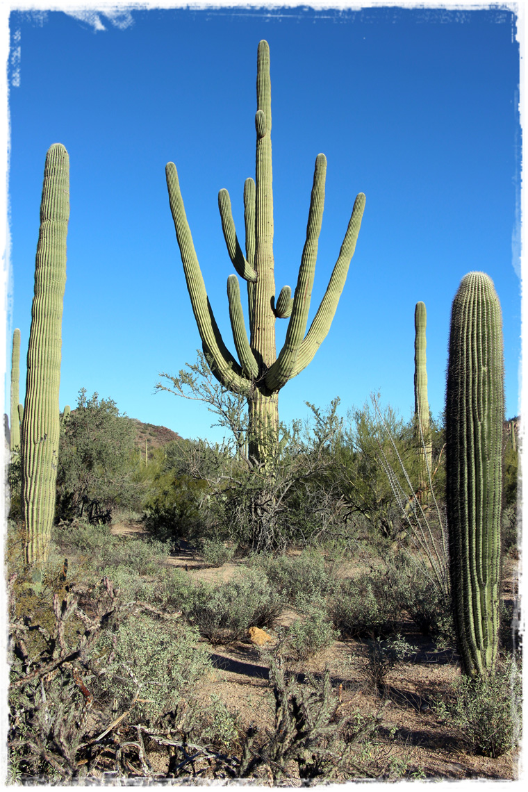 Аризона. Национальный парк Сагуаро - углубиться в природу по самые (помидоры) кактусы