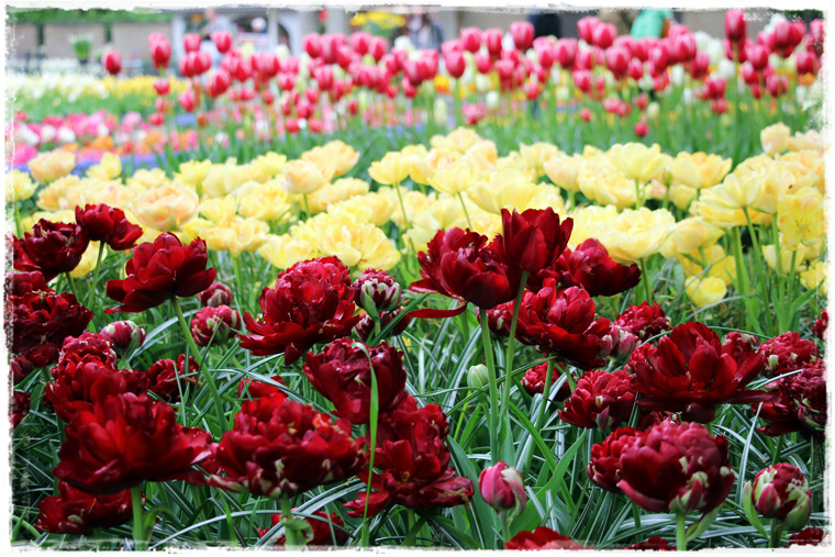 Пересадка в Амстердаме - лучший повод посмотреть тюльпаны