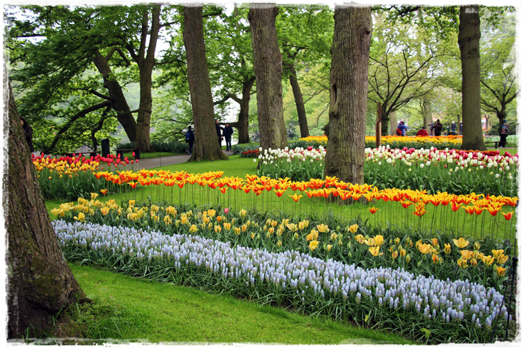 Пересадка в Амстердаме - лучший повод посмотреть тюльпаны