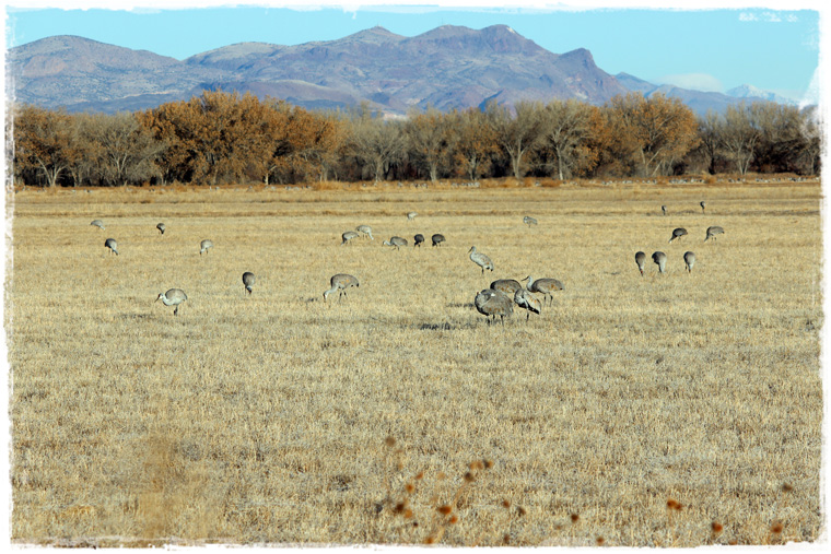 Нью-Мексико. Природный заповедник Bosque del Apache и сотни перелетных птиц