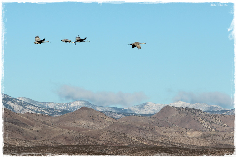 Нью-Мексико. Природный заповедник Bosque del Apache и сотни перелетных птиц